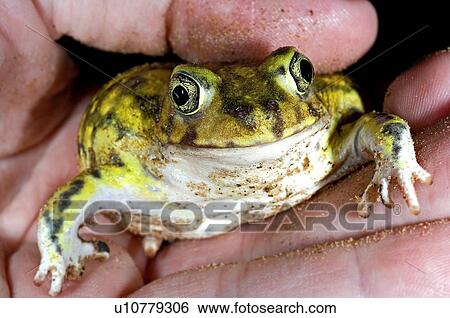 Stock Photograph - A spadefoot toad being held. Fotosearch