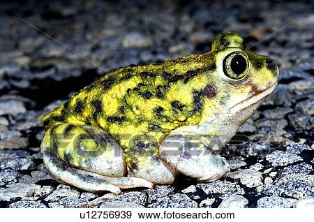 Stock Photo - A spadefoot toad. Fotosearch