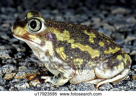 Stock Photography - A spadefoot toad. Fotosearch