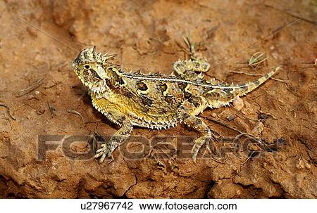 Stock Image - A Texas horned lizard, Phrynosoma cornutum, basking on a ledge . Fotosearch
