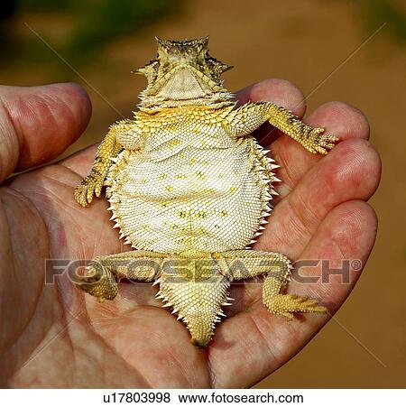 Stock Photo - A Texas horned lizard. Fotosearch