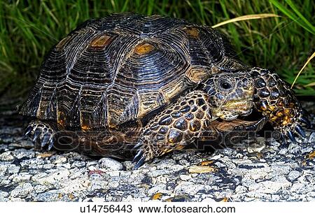 A Texas tortoise View Large Photo Image Stock Image - A Texas tortoise. Fotosearch