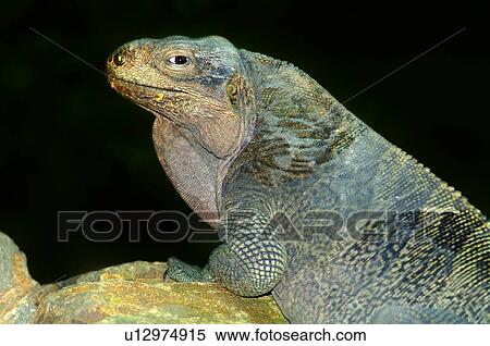 Stock Photography - A Virgin Islands rock iguana basking on a rock. Fotosearch