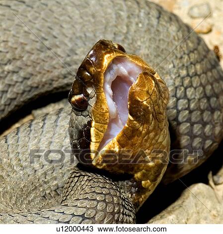 Stock Image - A western cottonmouth. Fotosearch