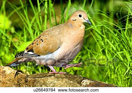 Picture - A Zenaida dove walking on a ledge. Fotosearch