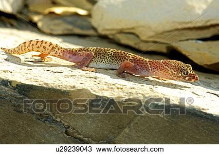 Stock Image - An alert and active Texas banded gecko . Fotosearch