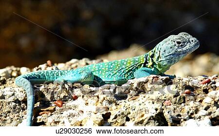 Stock Photograph - An Eastern collared lizard, Crotaphytus collaris, basking in the sun . Fotosearch