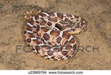 Picture - An eastern hognose snake. Fotosearch