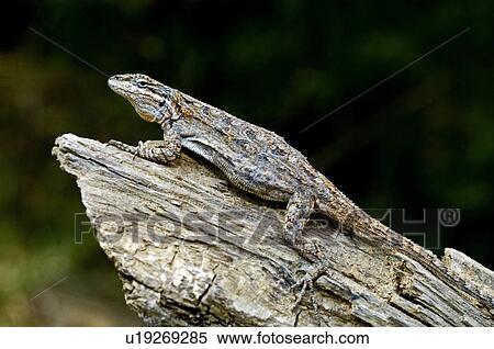 Stock Photography - An Eastern tree lizard on a log . Fotosearch