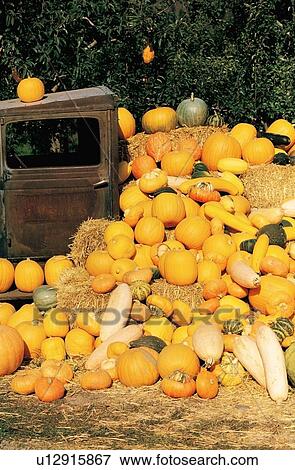 Stock Photo - An old truck surrounded by pumpkins and squash. Fotosearch