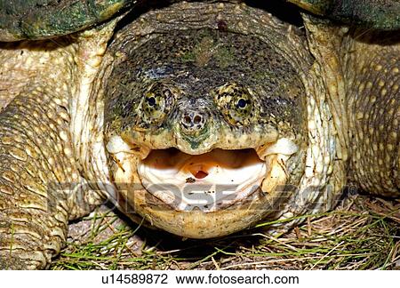 Stock Image - An open mouth threat display of a snapping turtle. Fotosearch