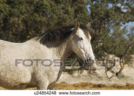 Stock Photo - Andalusian Horse . Fotosearch
