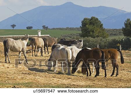 Andalusian Horses grazing View Large Photo Image Stock Photo - Andalusian Horses grazing . Fotosearch