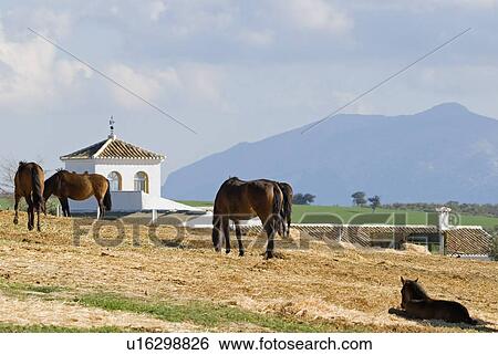 Stock Photograph - Andalusian Horses grazing . Fotosearch