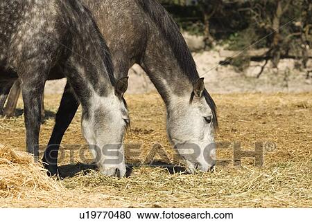 Stock Image - Andalusian Horses . Fotosearch