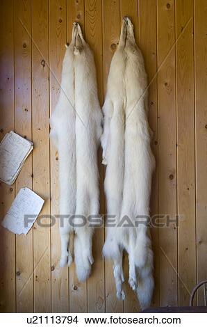 Picture - Animal pelts. Fotosearch