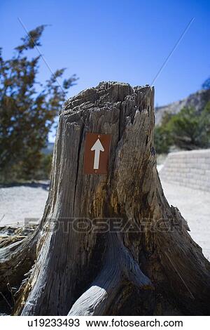 Stock Image - Arrow on tree stump pointing up. Fotosearch