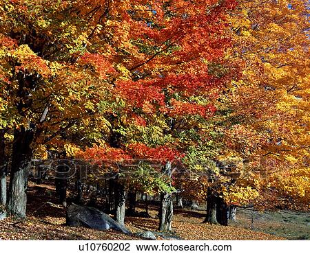 Autumn forest View Large Photo Image Stock Image - Autumn forest . Fotosearch