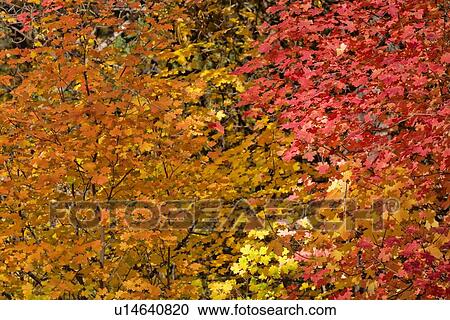 Autumn leaves View Large Photo Image Stock Image - Autumn leaves. Fotosearch