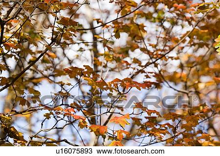 Autumn leaves View Large Photo Image Stock Image - Autumn leaves. Fotosearch