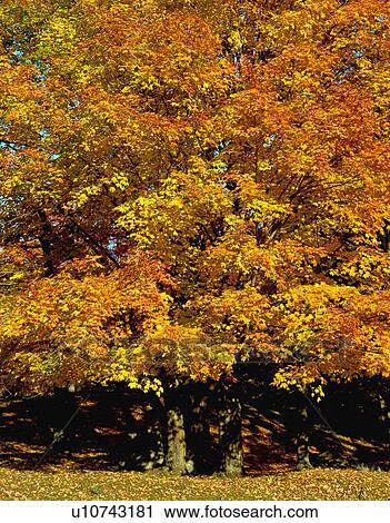 Stock Image - Autumn tree. Fotosearch