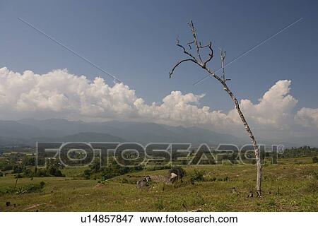 Bare tree in open field View Large Photo Image Stock Photo - Bare tree in open field. Fotosearch