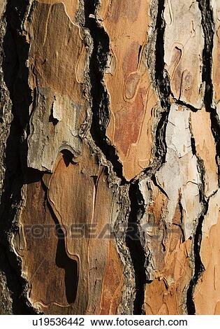 Stock Image - Bark of a pine tree. Fotosearch