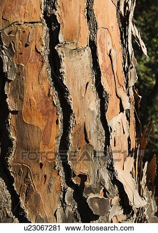 Stock Image - Bark of a pine tree. Fotosearch