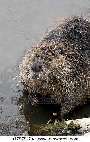 Beaver in shallow water View Large Photo Image Picture - Beaver in shallow water. Fotosearch
