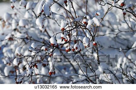 Stock Photography - Berries on branches with fresh snow. Fotosearch