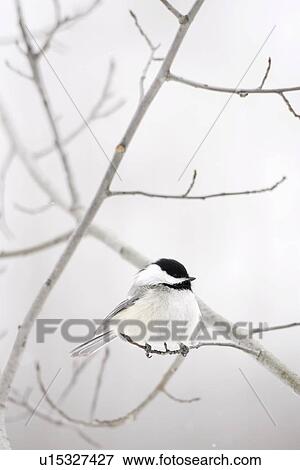 Bird on a branch View Large Photo Image Stock Photo - Bird on a branch. Fotosearch