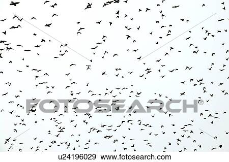 Stock Photo - Birds of a feather. Fotosearch
