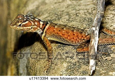 Picture - Blue spiny lizard. Fotosearch