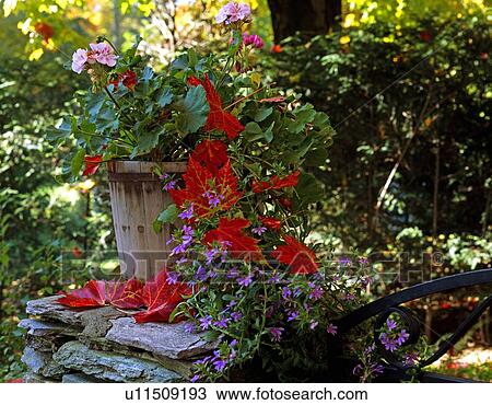 Stock Image - Canadian leaves among flowers. Fotosearch