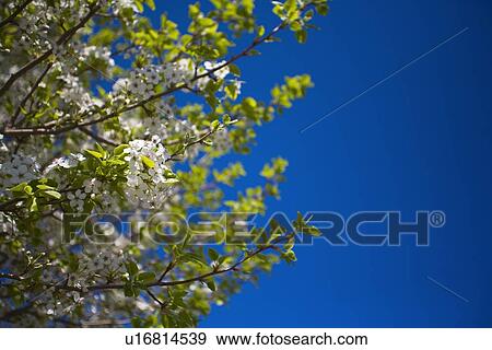 Stock Photo - Cherry tree branches . Fotosearch