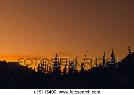 Clear orange mountain sunset with pine silhouettes View Large Photo Image Stock Image - Clear orange mountain sunset with pine silhouettes . Fotosearch
