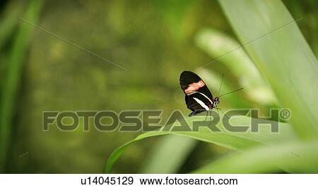 Stock Photo - Close-up of a butterfly. Fotosearch