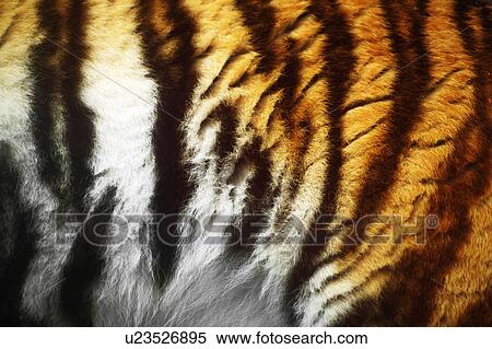 Stock Photography - Close-up of a tiger's fur. Fotosearch