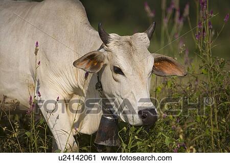 Stock Image - Cow with bell. Fotosearch