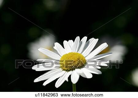 Stock Image - Daisy. Fotosearch