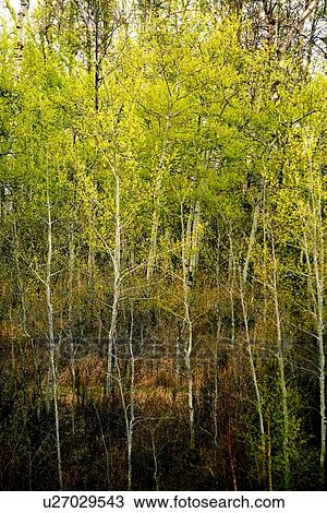 Stock Image - Dense leafy trees. Fotosearch