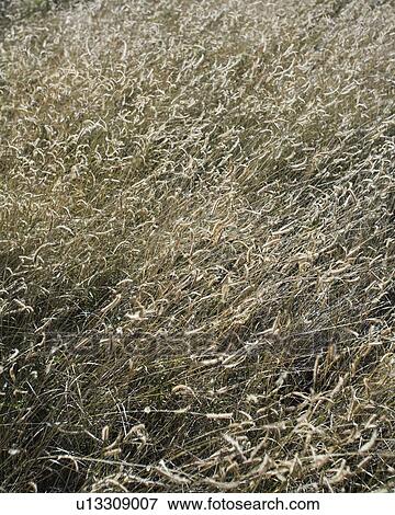 Desert Grass View Large Photo Image Stock Photo - Desert Grass . Fotosearch