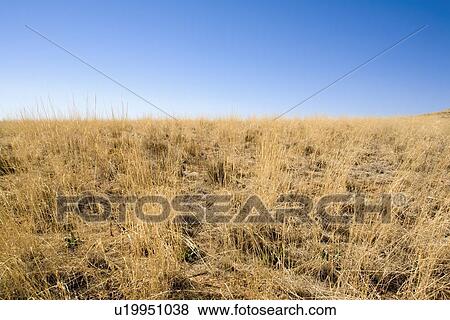 Stock Photo - Desert grass. Fotosearch