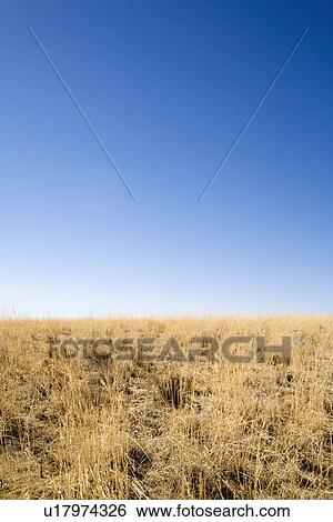 Stock Photograph - Desert grass. Fotosearch