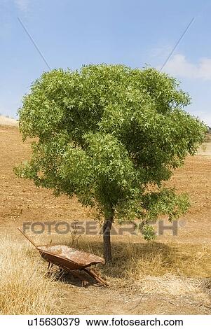 Disused wheelbarrow under a tree View Large Photo Image Stock Photo - Disused wheelbarrow under a tree. Fotosearch