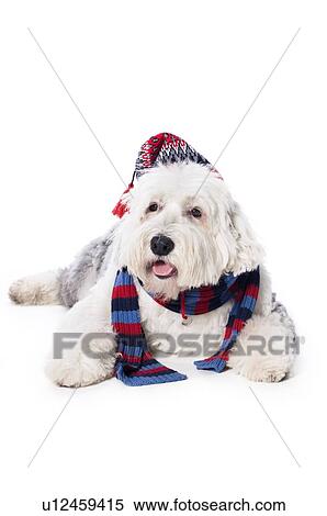 Dog with hat and scarf View Large Photo Image Stock Photography - Dog with hat and scarf. Fotosearch