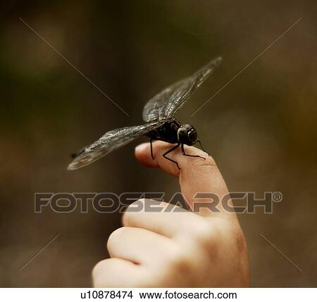 Dragonfly resting on a finger View Large Photo Image Picture - Dragonfly resting on a finger. Fotosearch