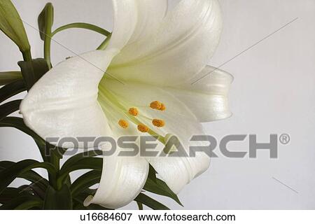 Stock Photo - Easter lily. Fotosearch