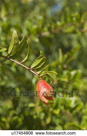 Flower from a Pomegranate tree View Large Photo Image Stock Photo - Flower from a Pomegranate tree. Fotosearch