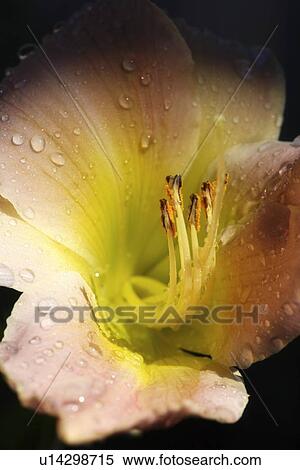 Stock Photography - Flower with dew. Fotosearch